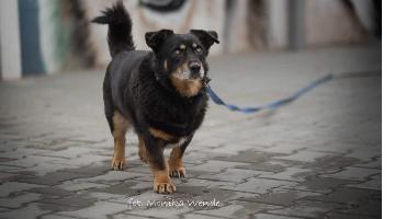 MIGDAŁ
