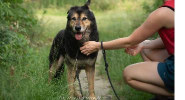 FRODO
