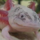 aksolotl4