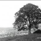 lipka-archiwalne-Myślenice-2