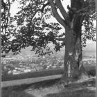 lipka-archiwalne-Myślenice-1