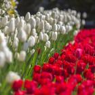 biało-czerwone-tulipany
