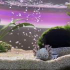 aksolotl2