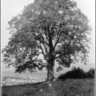 lipka-archiwalne-Myślenice-5