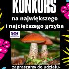 konkurs_sok