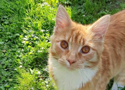 Myślenice adopcje psów i kotów, Adopcje zwierząt Myślenic, Adopcje Myślenice iTV