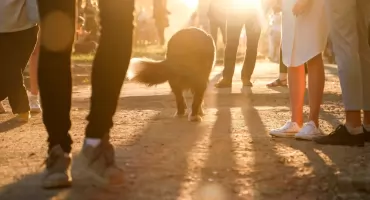 Znaleziono skatowane ciało niedużego kremowego psa. Pomóż odnaleźć sprawcę